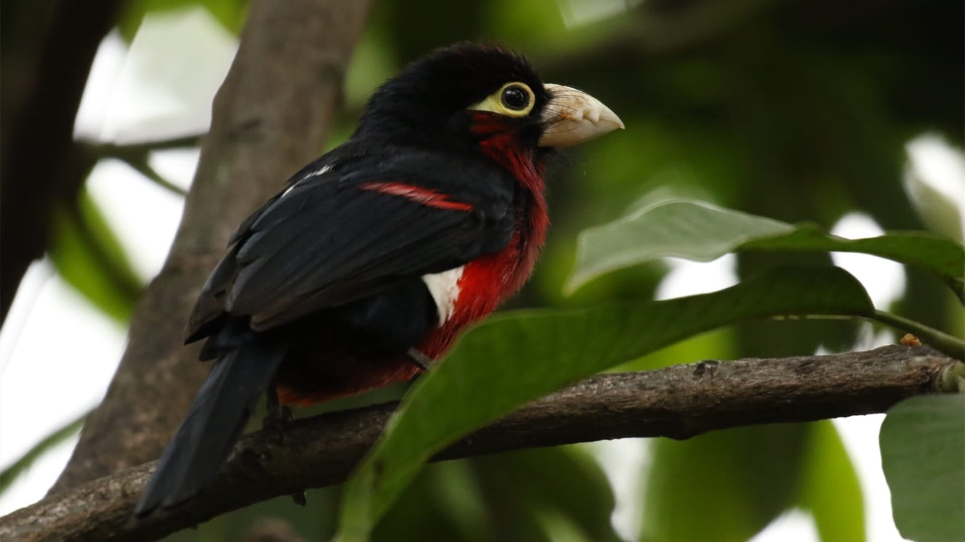 爱游戏全站-意甲裁判VAR语言提示系统减少多语境误解率